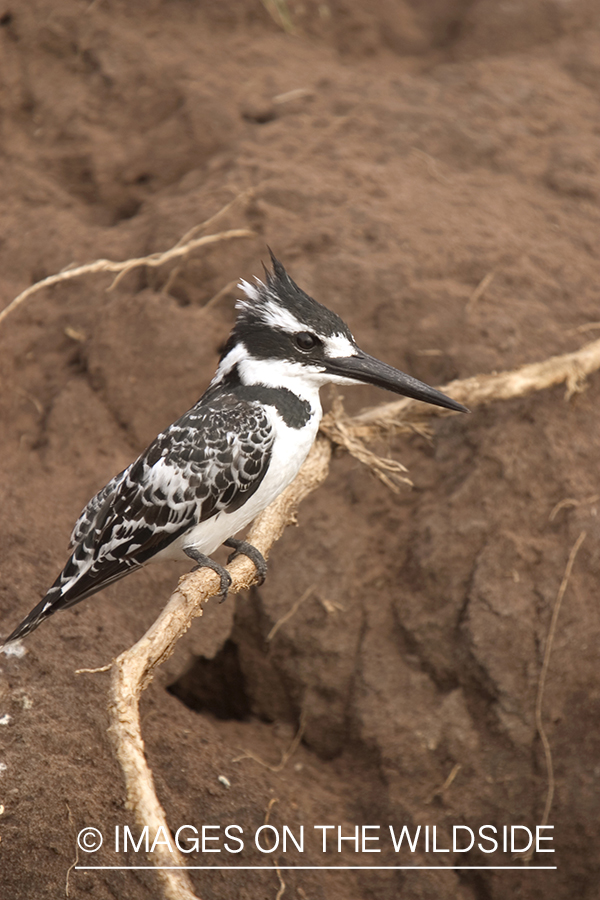 Pied Kingfisher.  Africa.