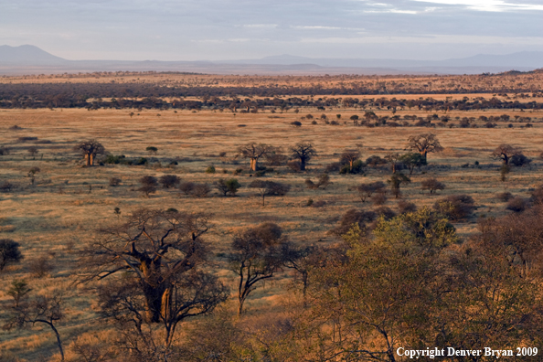 African landscape with Baobab trees.