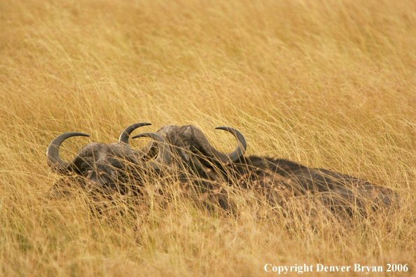 African Cape Buffalo lying in field