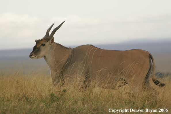 African Eland on plains