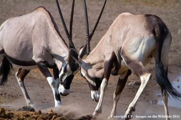Oryx/Gemsbok fighting. 