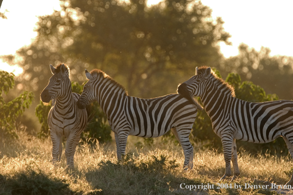 Herd of Burchell's Zebra.  Africa.