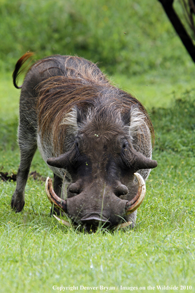 African Warthog