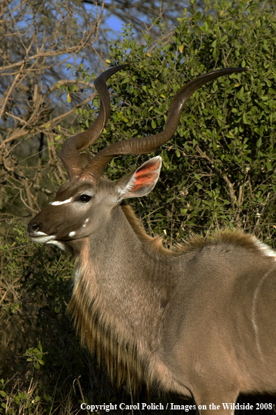 African Kudu in habitat