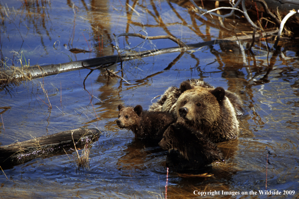 Brown/Grizzly cubs with mother