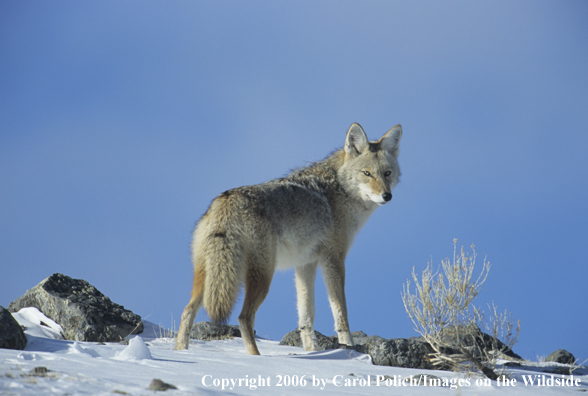 Coyote in habitat.