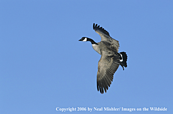Canadian goose in flight.