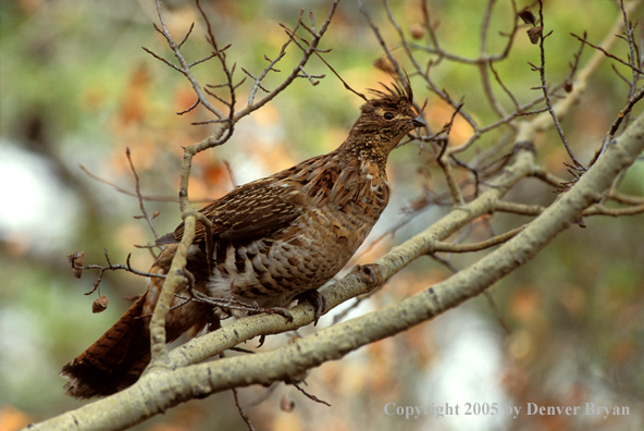 Ruffed Grouse in tree.