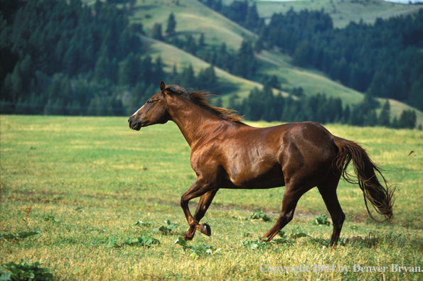 Quarter horse in pasture.