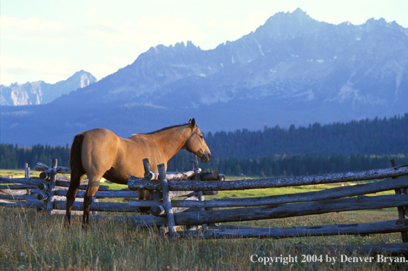 Quarter horse in pasture.