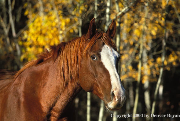 Quarter horse in pasture.