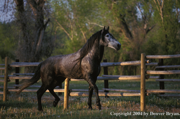 Andalusian stallion in pasture.