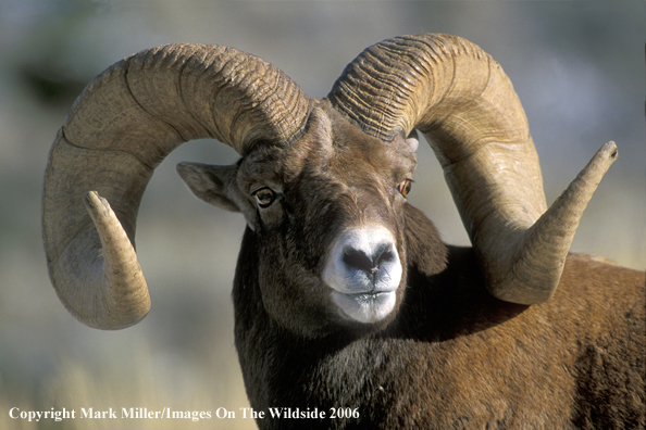 Bighorn Sheep ram in habitat.