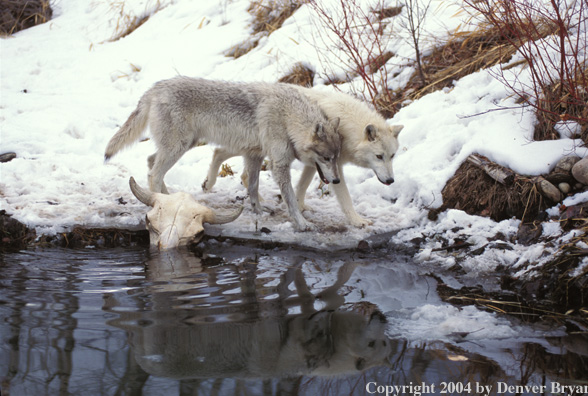Gray wolves in winter habitat.