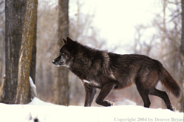 Gray wolf in winter habitat.