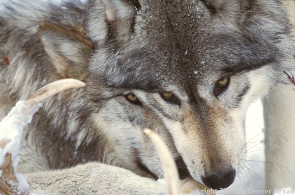 Gray wolves with kill.