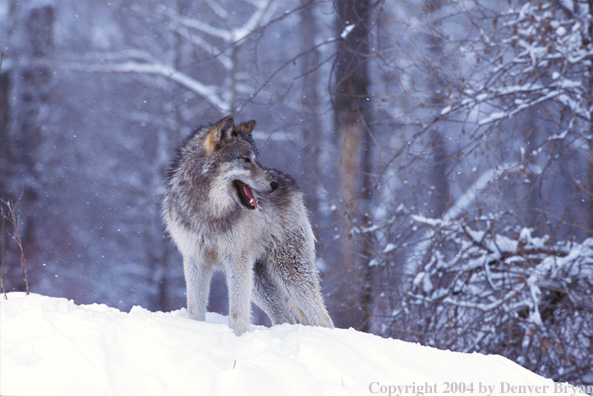 Gray wolf in winter habitat.
