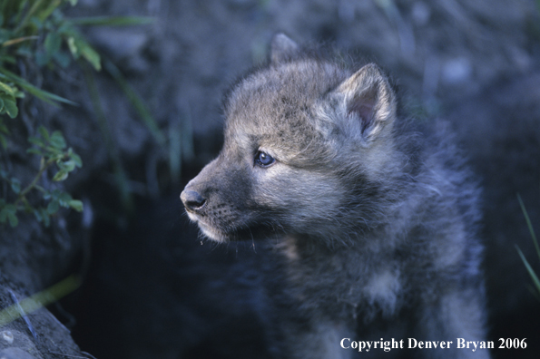 Gray wolf pups in den.