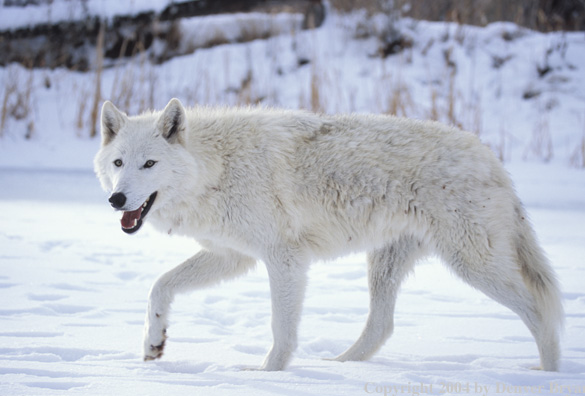 Gray wolf in winter habitat.