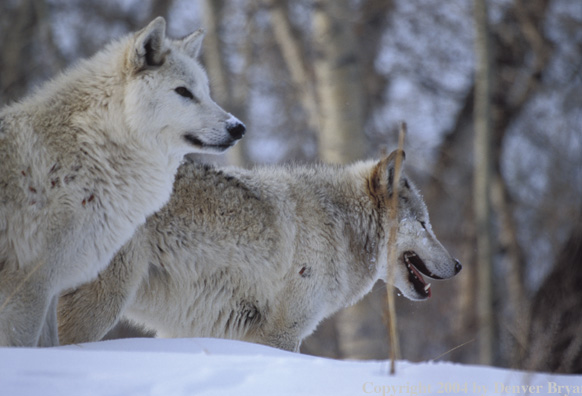 Gray wolves in winter habitat.