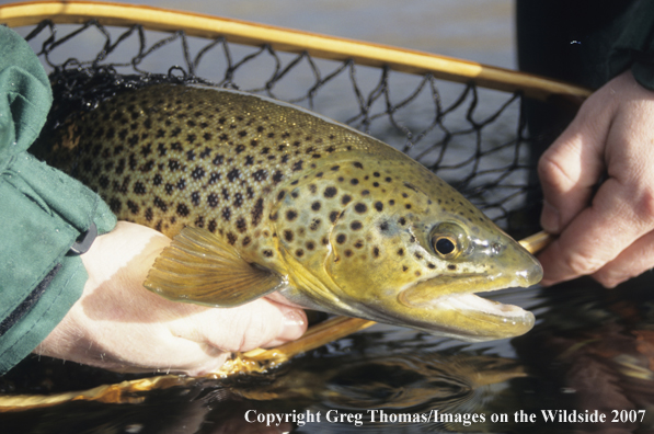 Brown Trout