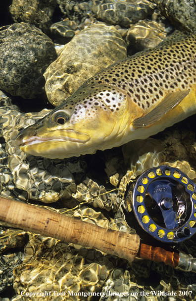 Brown Trout