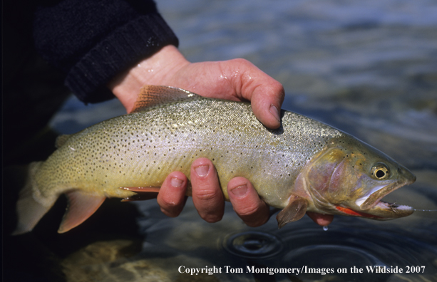 Cutthroat Trout