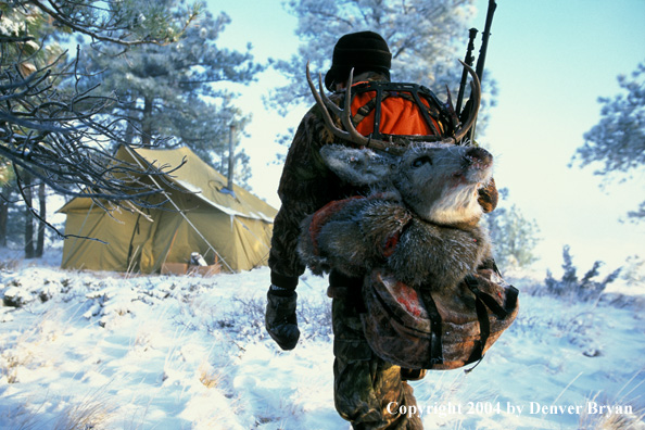 Big game hunter returning to camp with kill.