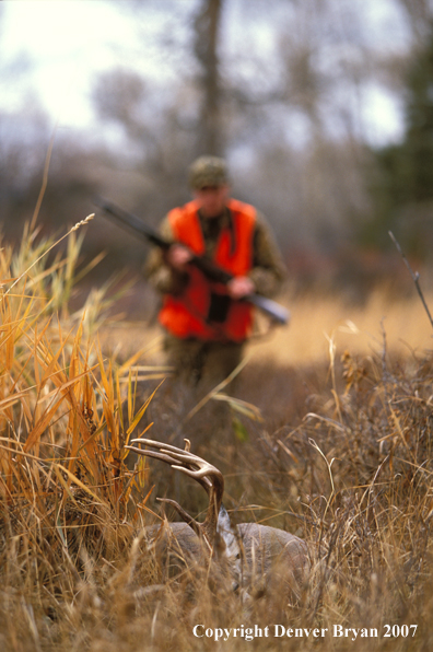 Hunter approaching downed white-tailed deer.
