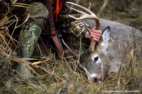 White-tailed deer hunter with downed deer