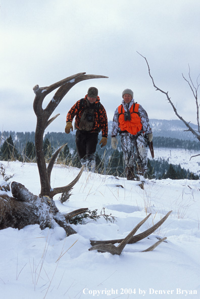 Big game hunters approaching bagged elk.