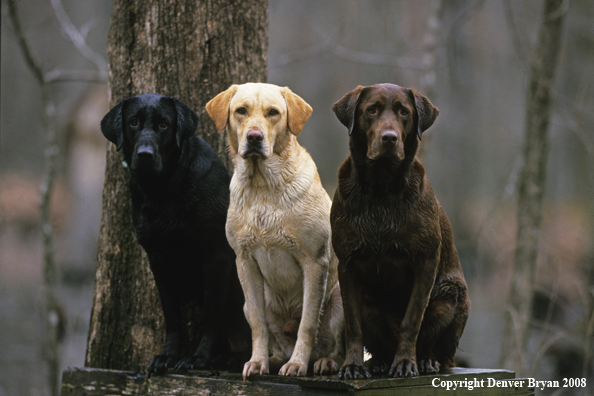 Black and Yellow Labrador Retrievers