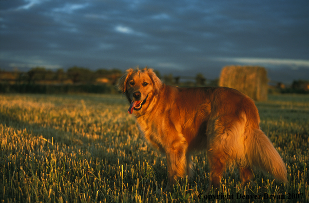 Golden Retriever in field.