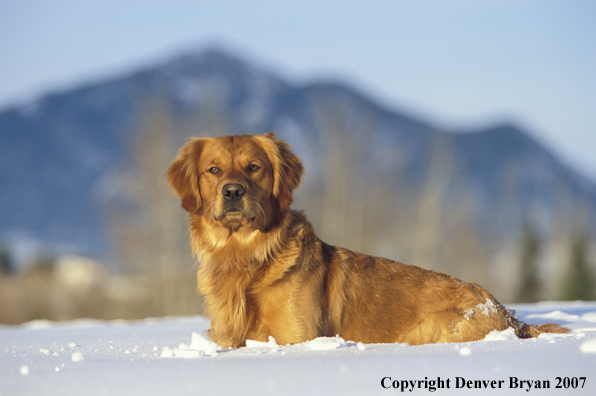 Golden Retriever in snow.