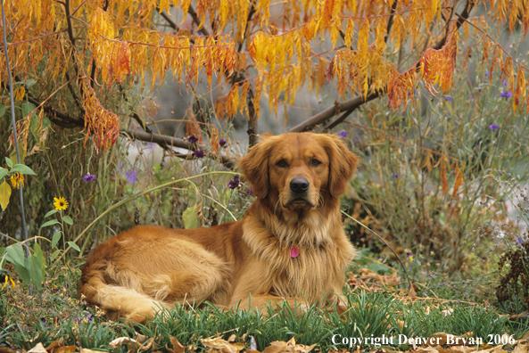 Golden Retriever