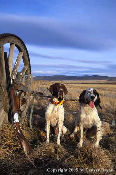 English Pointer and English Setter with bagged Hungarian partridge.