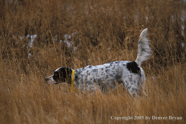 English Setter on point.