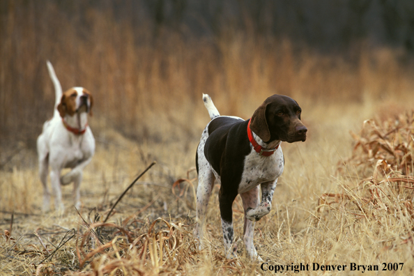 German shorthaired pointer with English pointer.