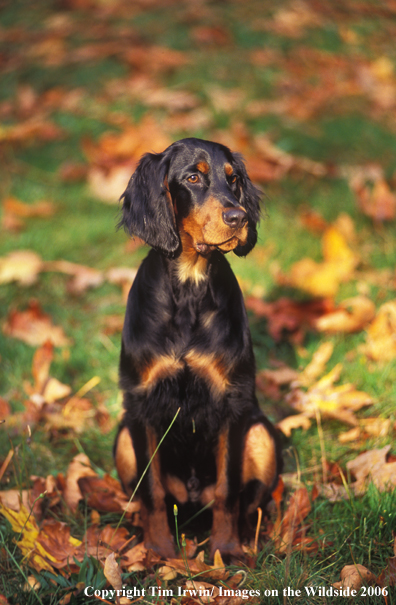 Young Gordon Setter