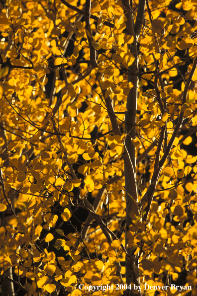 Aspen in autumn
