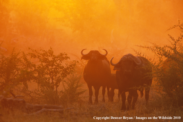 Cape Buffalo in habitat.