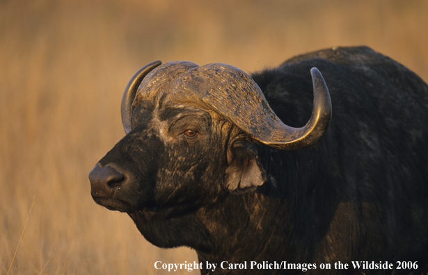 African Cape Buffalo in habitat.