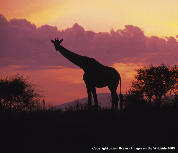 Masai Giraffes in habitat