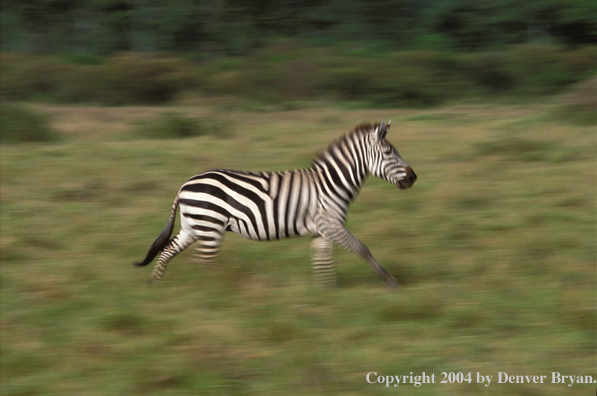 Burchell's zebra running in field. Kenya, Africa.