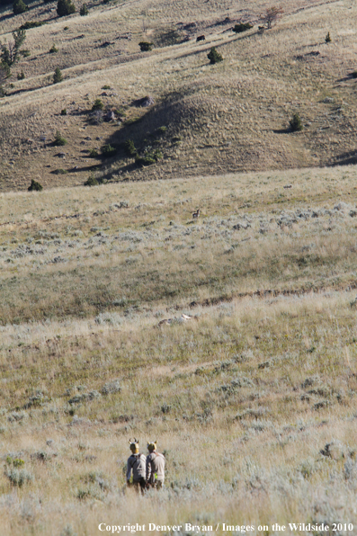 Archery Hunting for Pronghorned Antelope in Field