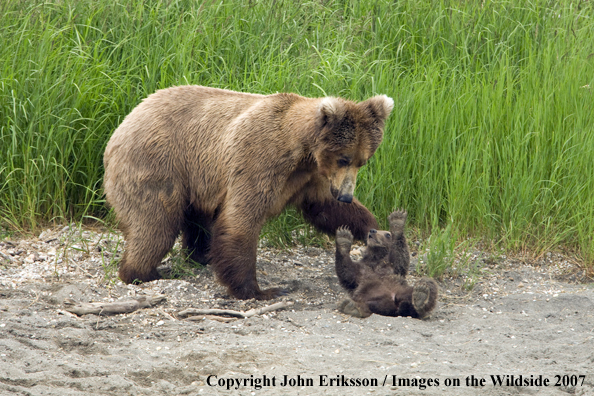 Brown Bear sow with cub