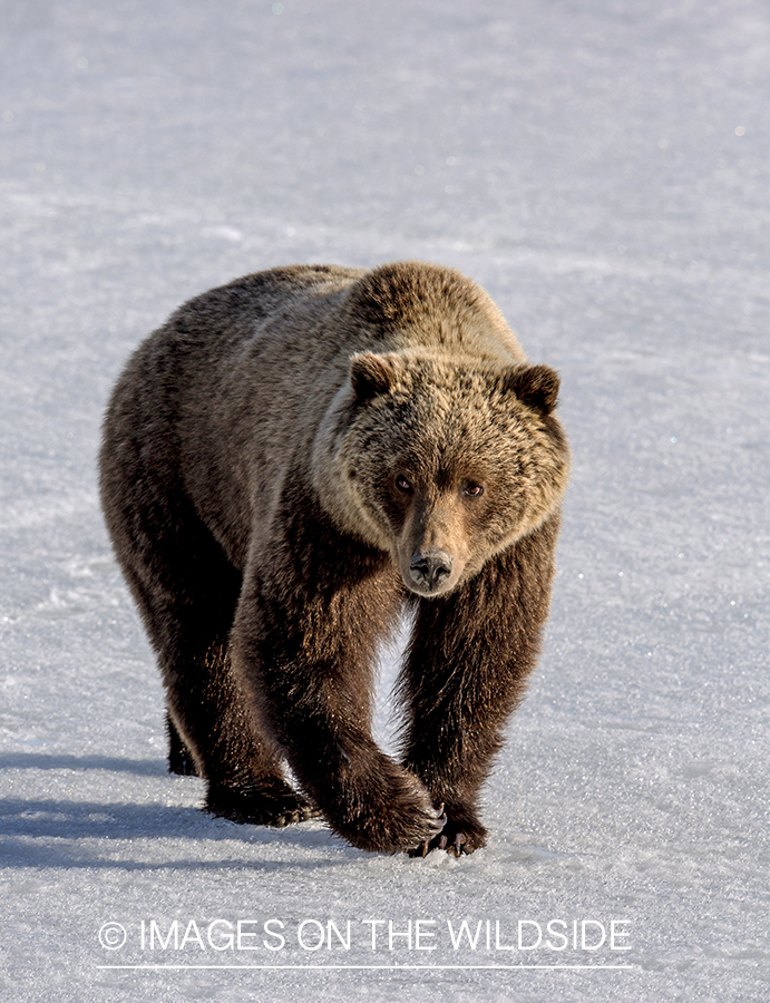 Grizzly Bear in Alaskan habitat.