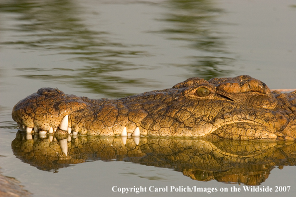 Crocodile in habitat