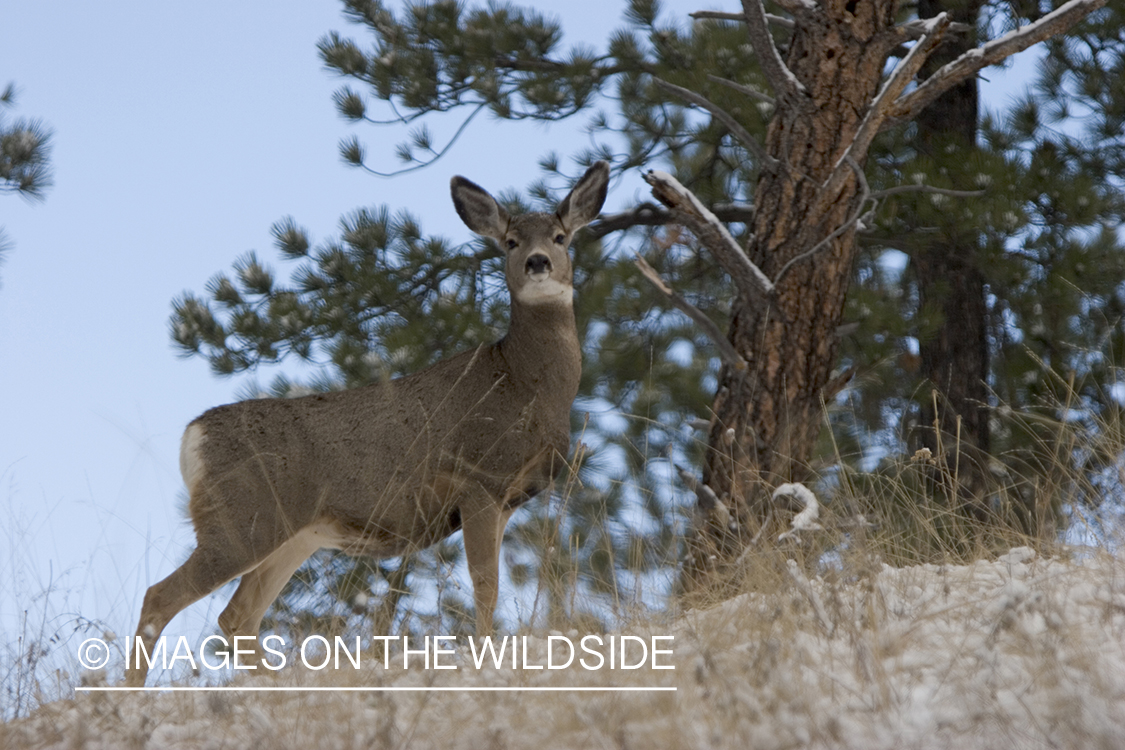 Mule deer doe in habitat.