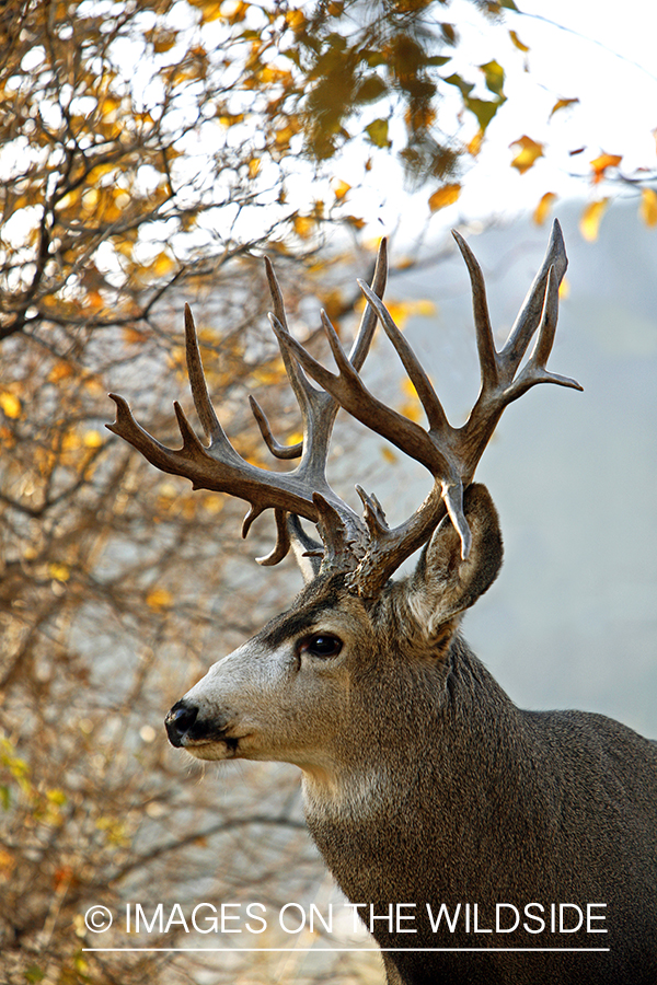 Mule deer 